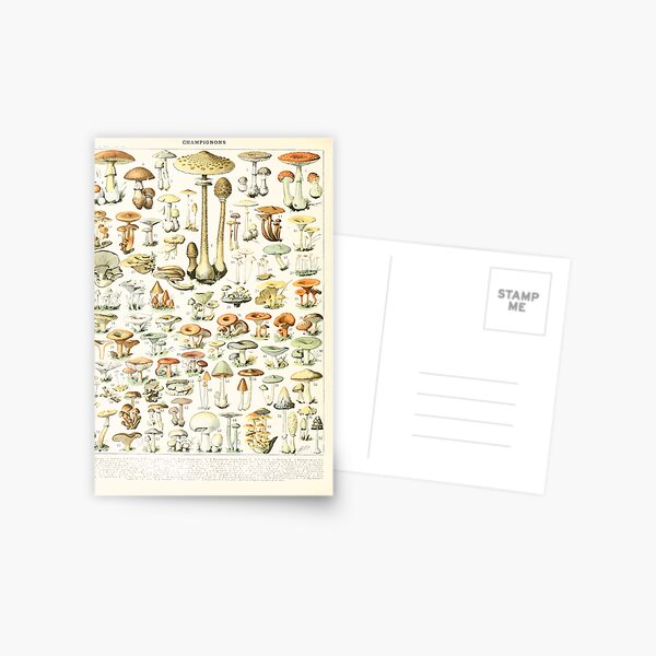 Adolphe Millot champignon B Postcard
