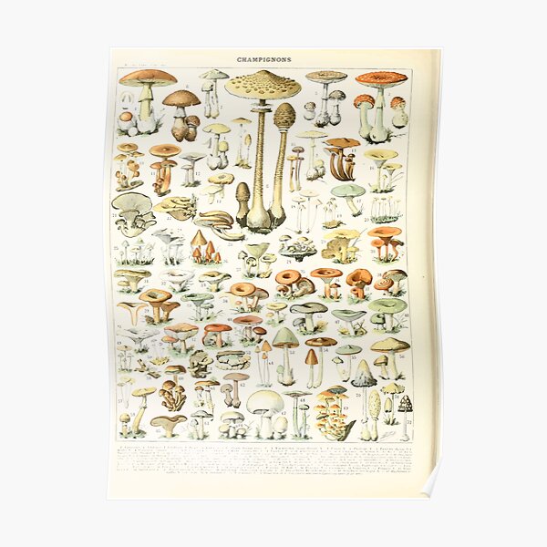 Adolphe Millot champignon B Poster