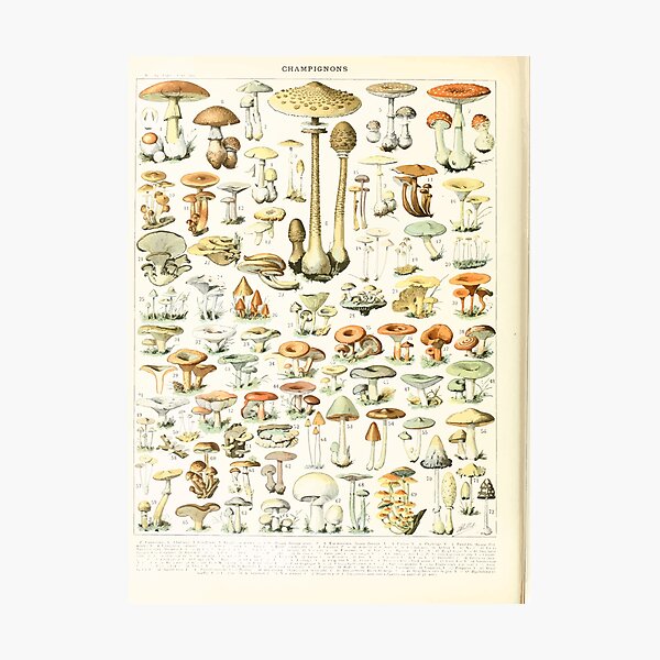 Adolphe Millot champignon B Photographic Print