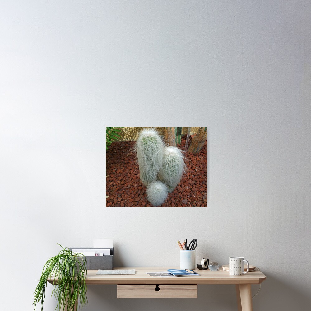 Old Man Cactus Poster