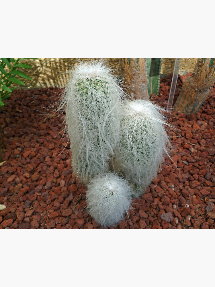 Old Man Cactus by TonyCrehan