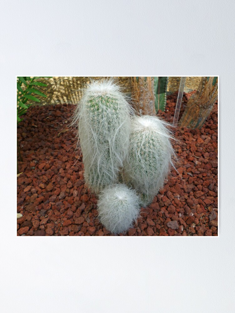 Alternate view of Old Man Cactus Poster