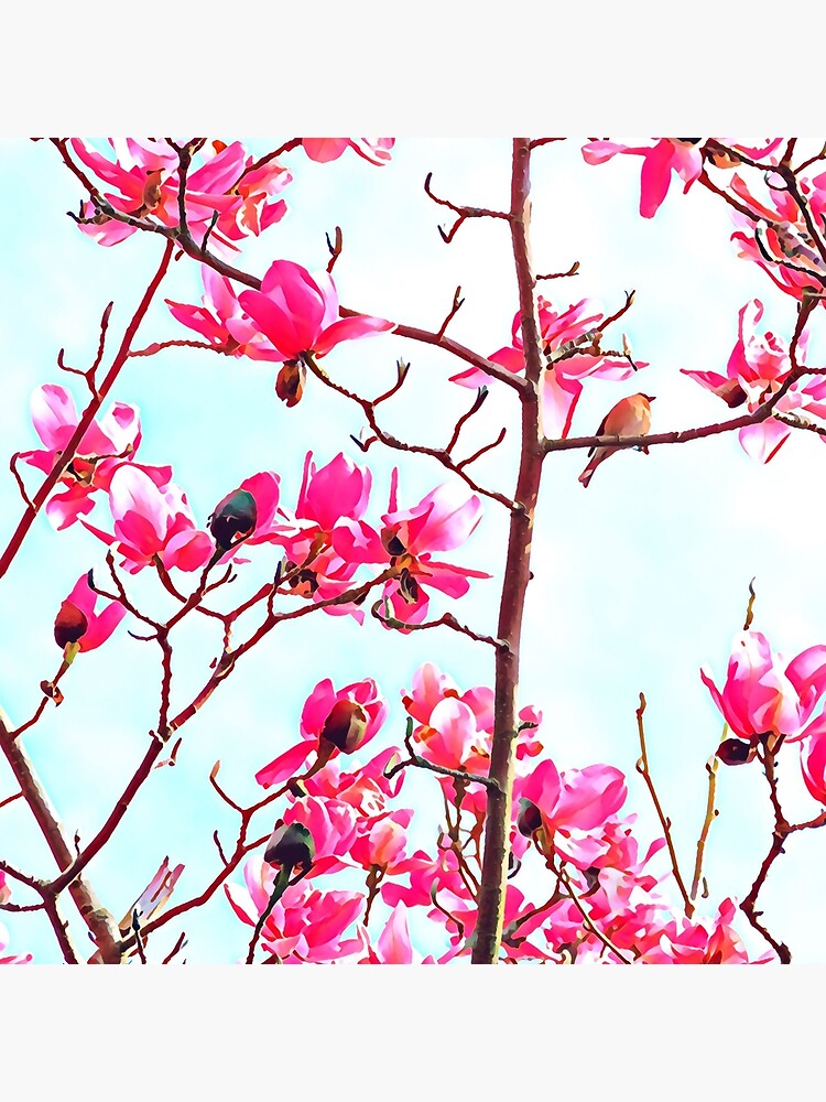 Magnificent Magnolia photo artwork by campbellhall