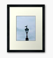 Playful Framed Print