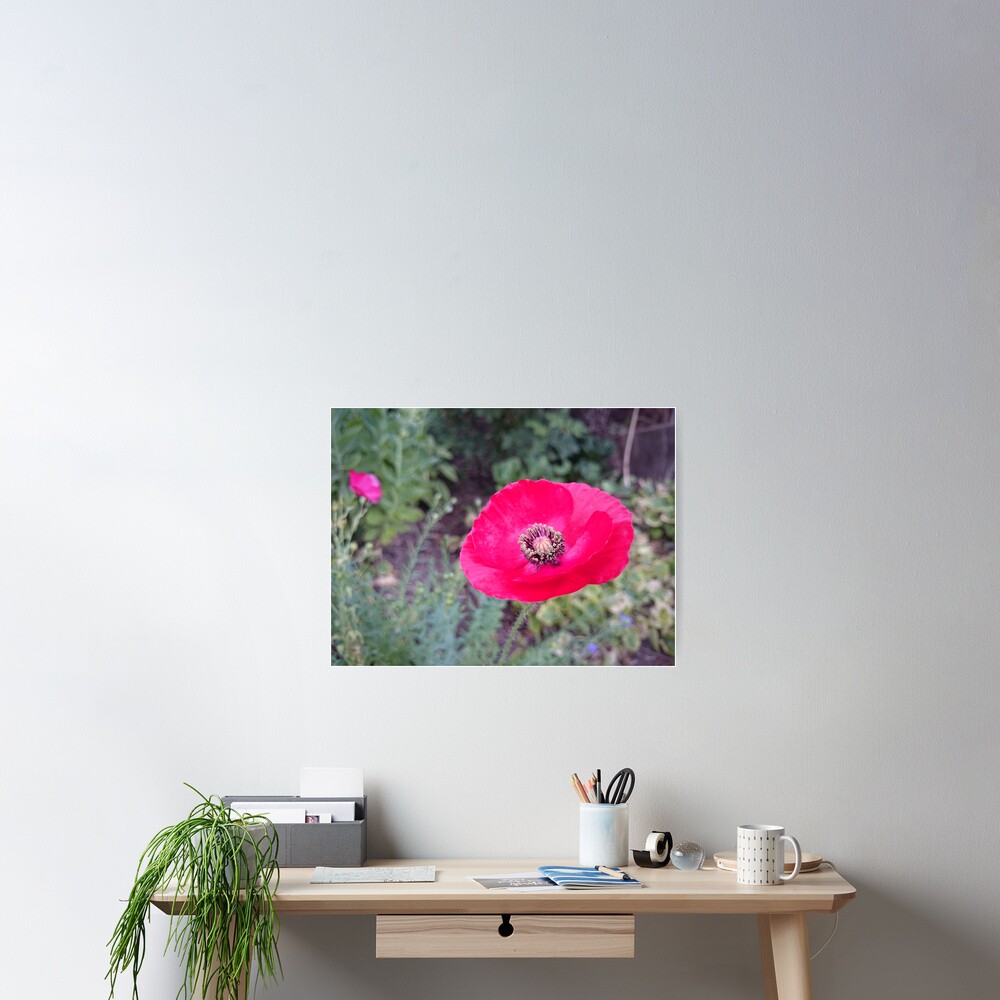 Roter Seidenmohn Poster