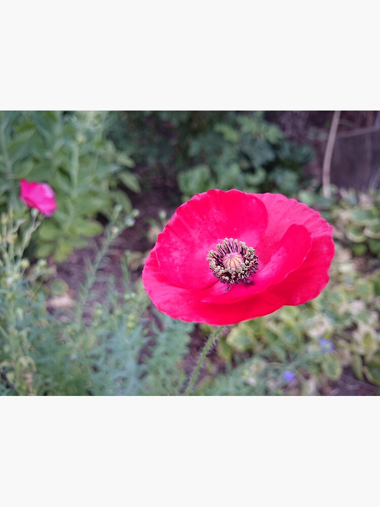 Roter Seidenmohn von Gourmetkater