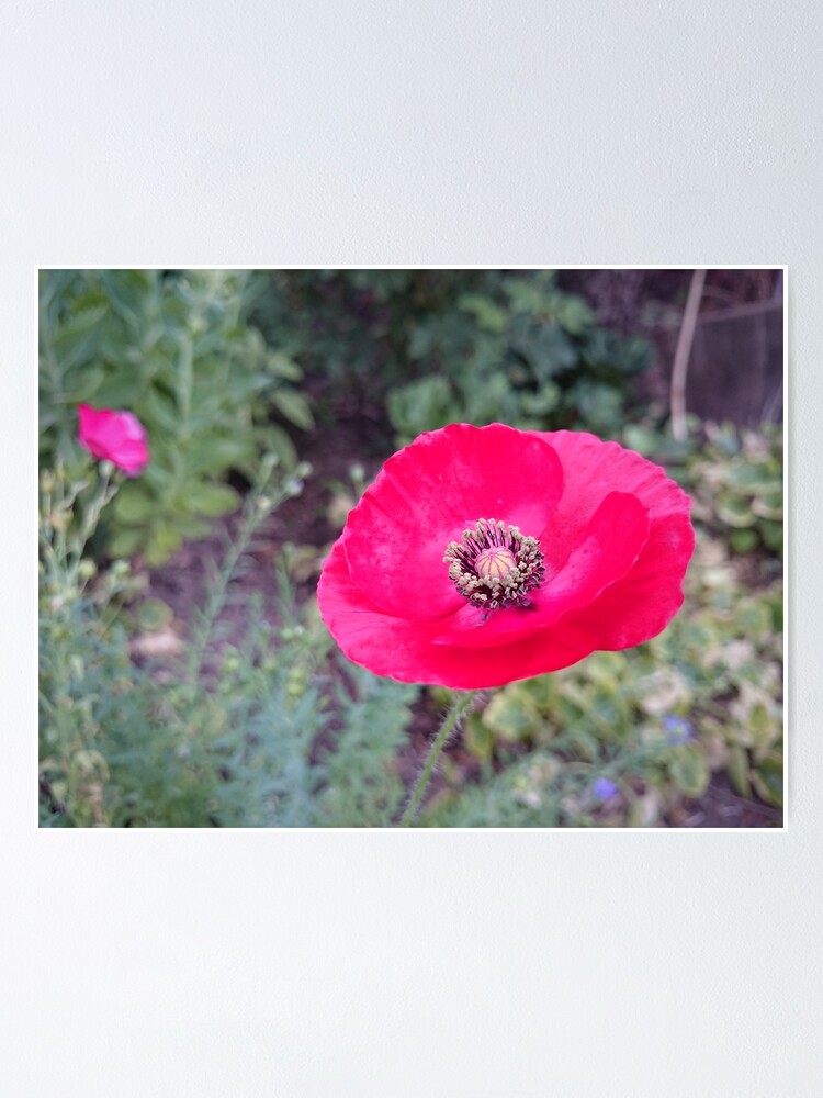 Alternative Ansicht von Roter Seidenmohn Poster