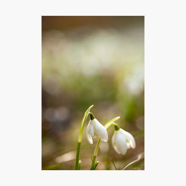 Item preview, Snowdrops designed and sold by Craig  Roberts.
