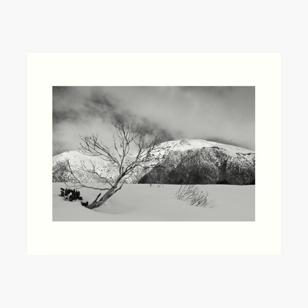 Item preview, Resilient snow gum designed and sold by Will Hore-Lacy.