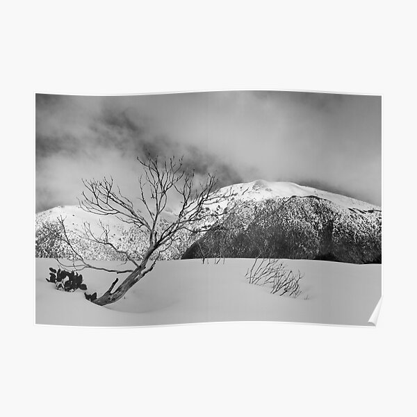Resilient snow gum Poster