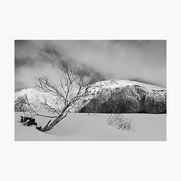 Resilient snow gum Photographic Print