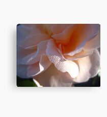 Dewdrops on a rose, Oamaru Public Gardens Canvas Print