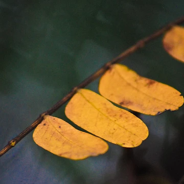Artwork thumbnail, Yellow Three by Ravi Ghattamaneni