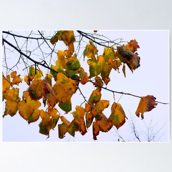 Item preview, Fall Leaves designed and sold by Ihosvanny Cordoves.