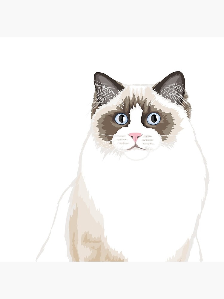 Seal Bicolor Ragdoll by rustickittens