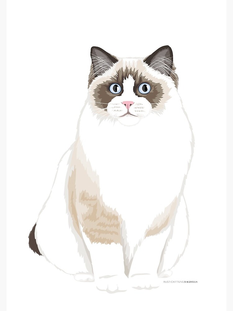 Seal Bicolor Ragdoll by rustickittens