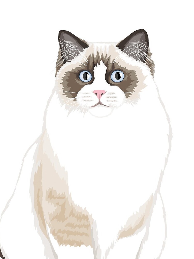 Seal Bicolor Ragdoll by rustickittens