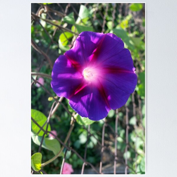 Item preview, clear purple petals designed and sold by feiermar.