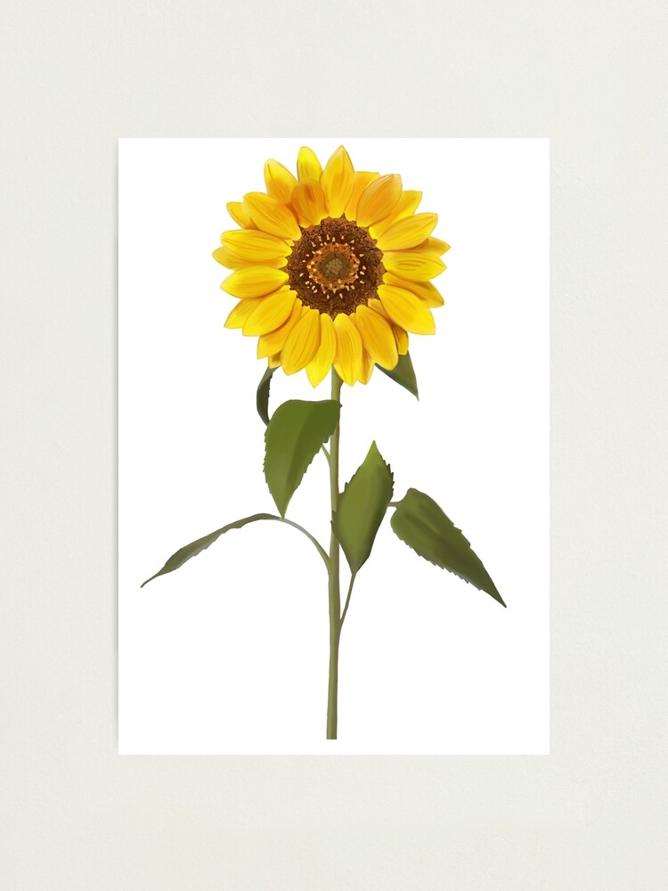 Lámina fotográfica «Dibujo de girasol» de jsprechman | Redbubble