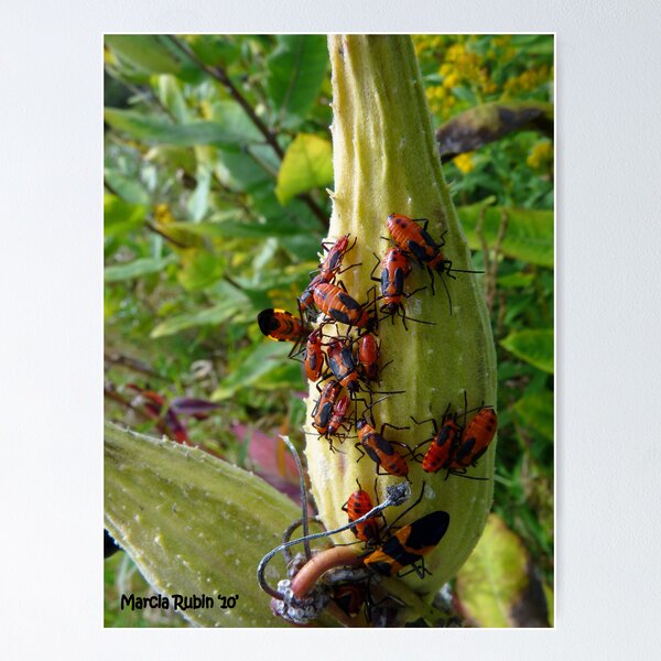 Artikelvorschau, Milkweed bugs - party time! entworfen und verkauft von Marcia Rubin.