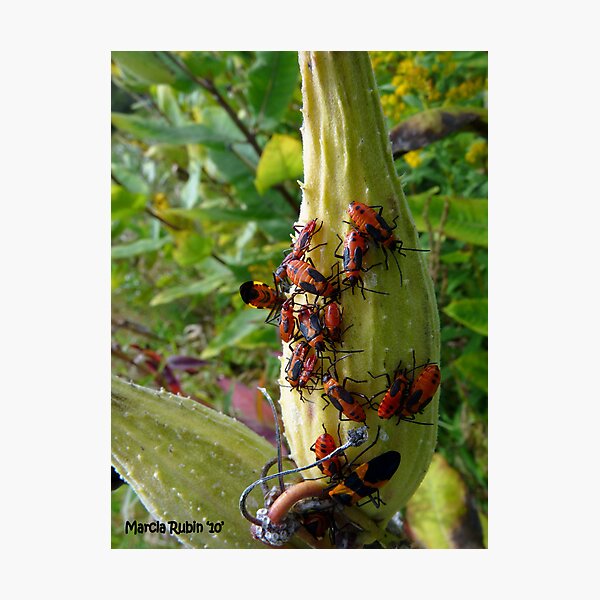 Aperçu de l'œuvre Milkweed bugs - party time! créée et vendue par Marcia Rubin.