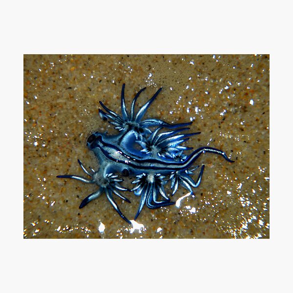 Glaucus Atlanticus - Sea Slug Photographic Print