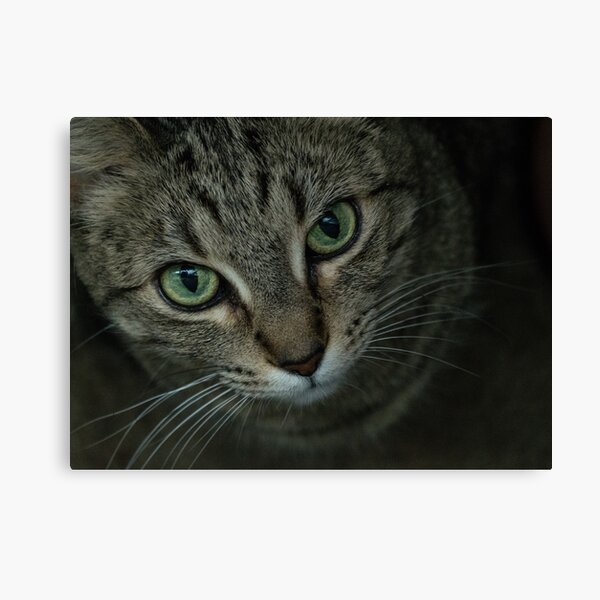 A Cat Named Mouse Canvas Print