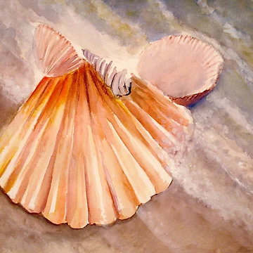 Artwork thumbnail, Shell Life by Allison Ashton