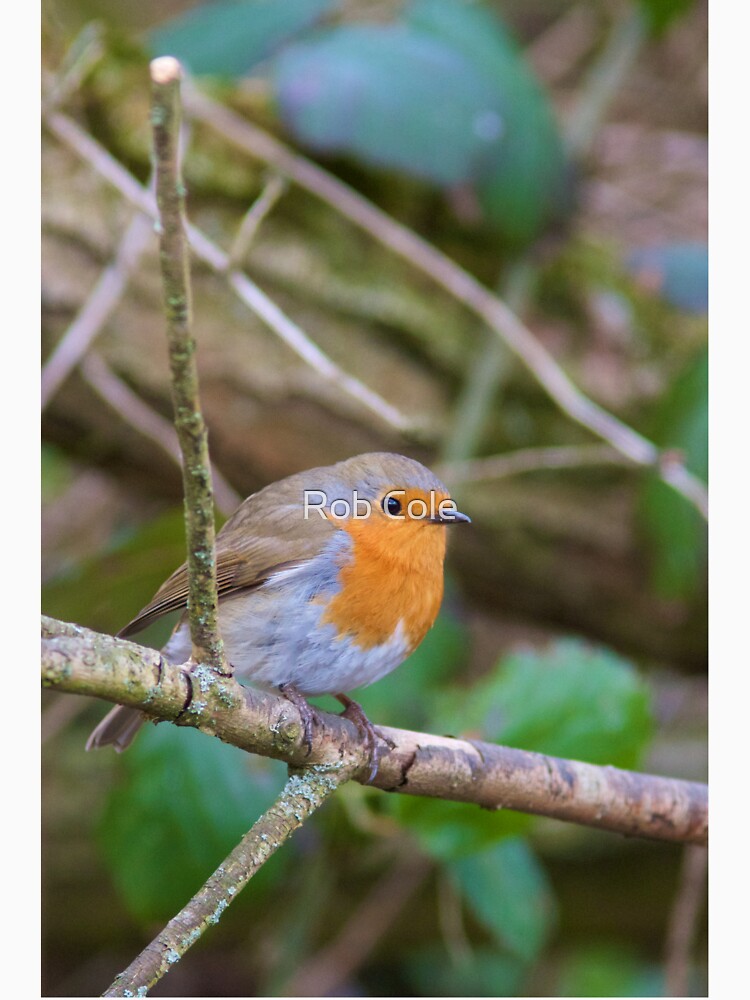 Robin (Erithacus Rubecula) Perched in Woodland by robcole