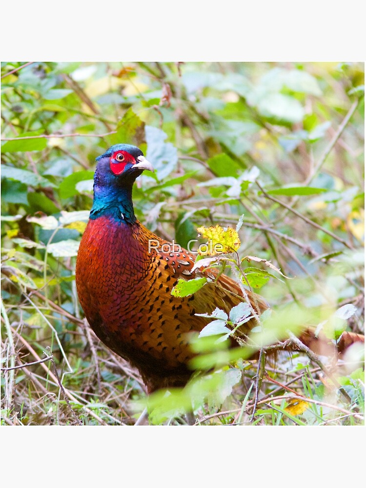 Pheasant (Phasianus Colchicus) by robcole