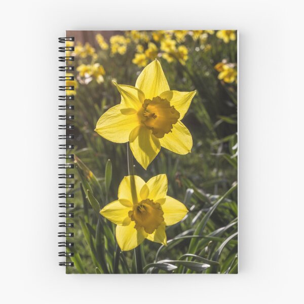 Item preview, Daffodil Flowers designed and sold by Pixie Copley LRPS.