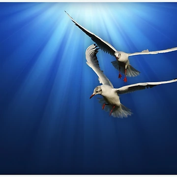 Artwork thumbnail, Two gulls by flashcompact