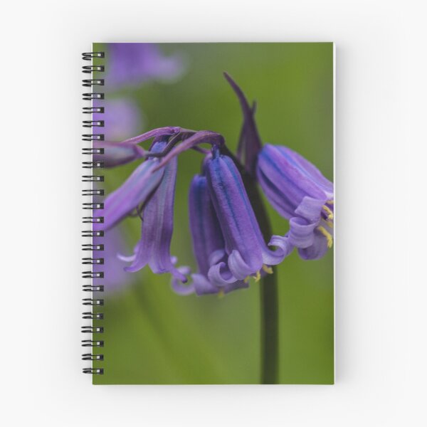 Item preview, Bluebell Flower Square Picture designed and sold by Pixie Copley LRPS.
