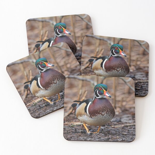 Item preview, Male Wood Duck in the Woods designed and sold by walkswithnature.