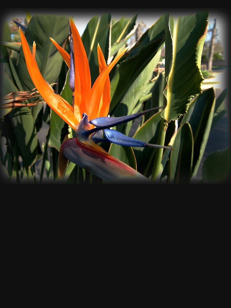 Bird of Paradise (Strelitzia) from A Gardener's Notebook by douglasewelch