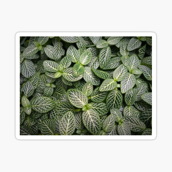 Fittonia / Mosaic Plant / Nerve Plant Sticker