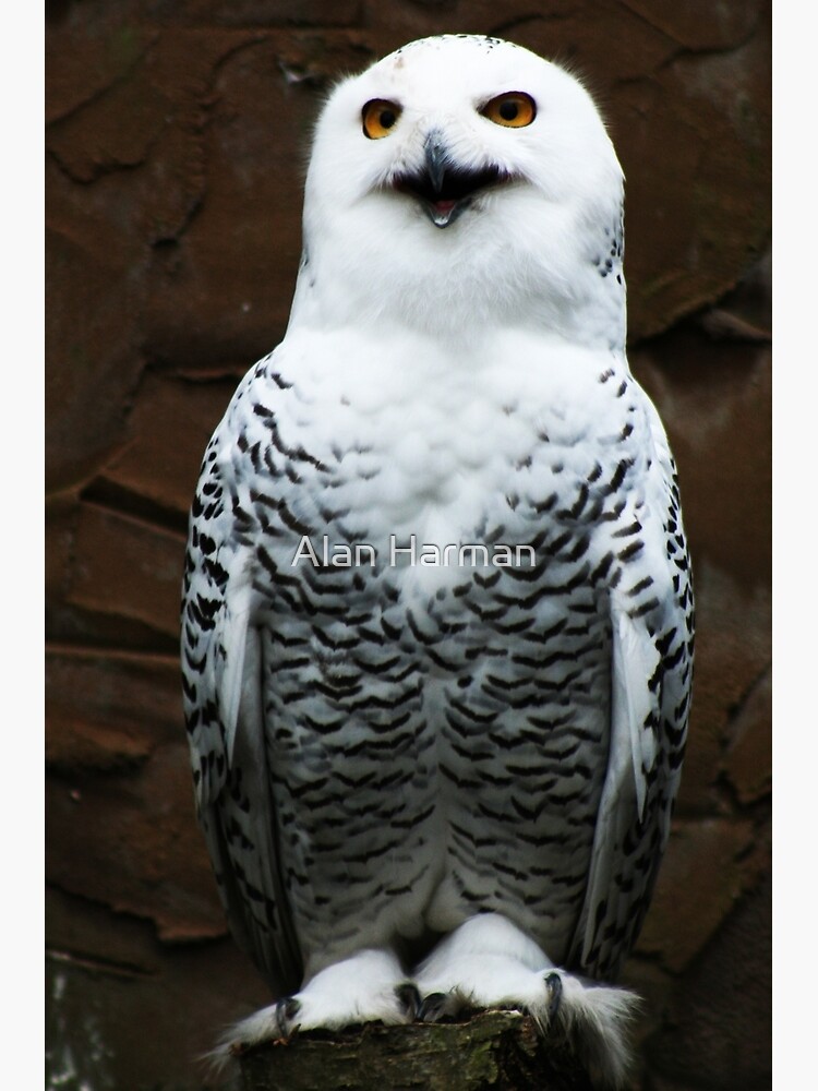 Snowy Owl by AlanHarman