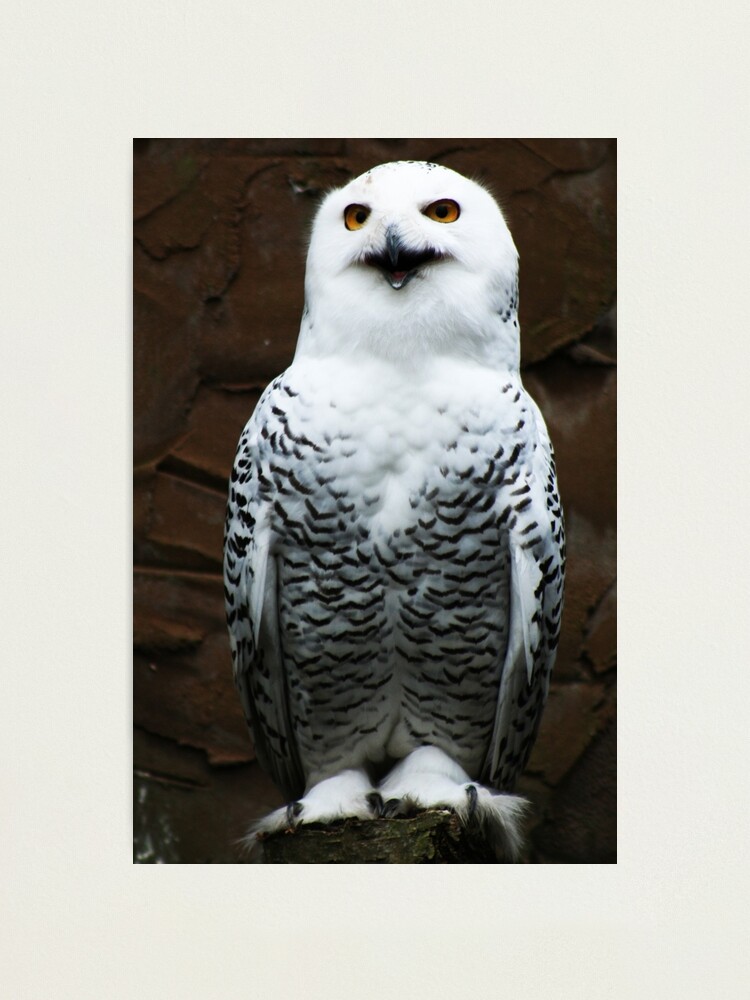 Alternate view of Snowy Owl Photographic Print