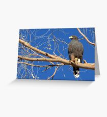 Harris's Hawk Greeting Card
