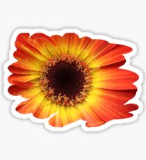Orange Gerbera Daisy ~ Macro Sticker