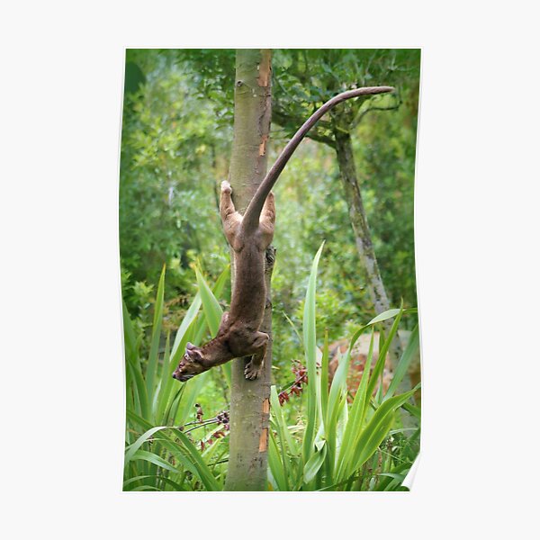 Fossa Poster