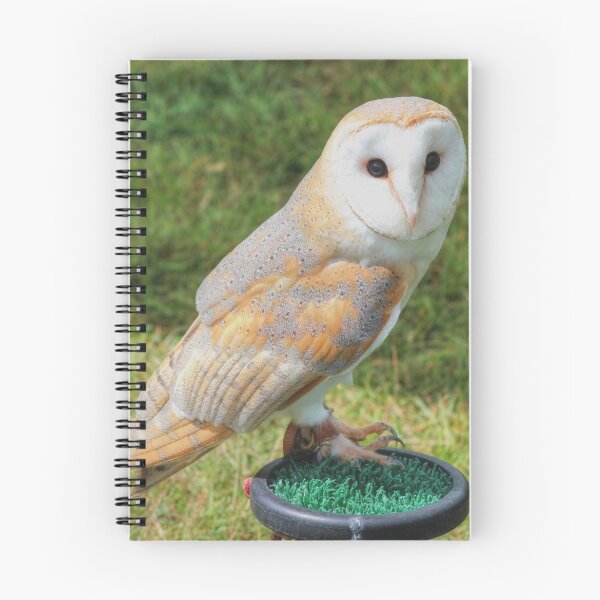 Item preview, Barn Owl designed and sold by Vicki Spindler (VHS Photography).