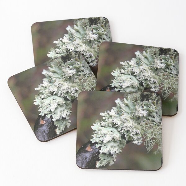 Item preview, Two kinds of White lichens, Cradle Mountain, Tasmania, Australia. designed and sold by kaysharp.