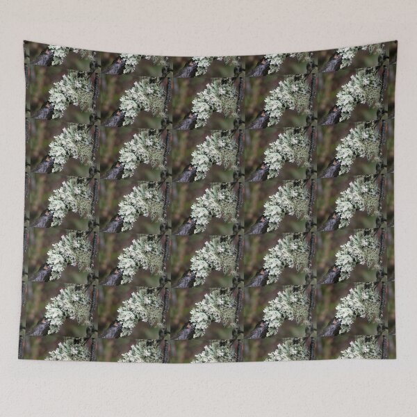 Item preview, Two kinds of White lichens, Cradle Mountain, Tasmania, Australia. designed and sold by kaysharp.