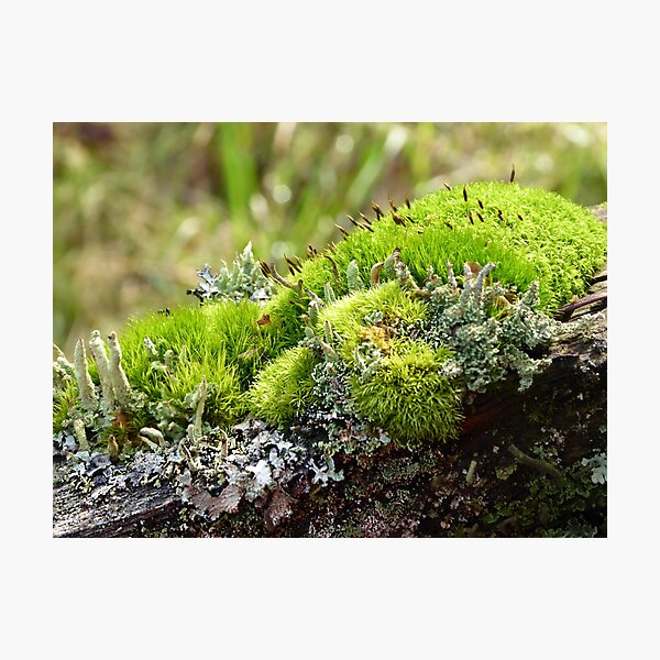 Item preview, A minature world on earth! designed and sold by Elaine Bawden.
