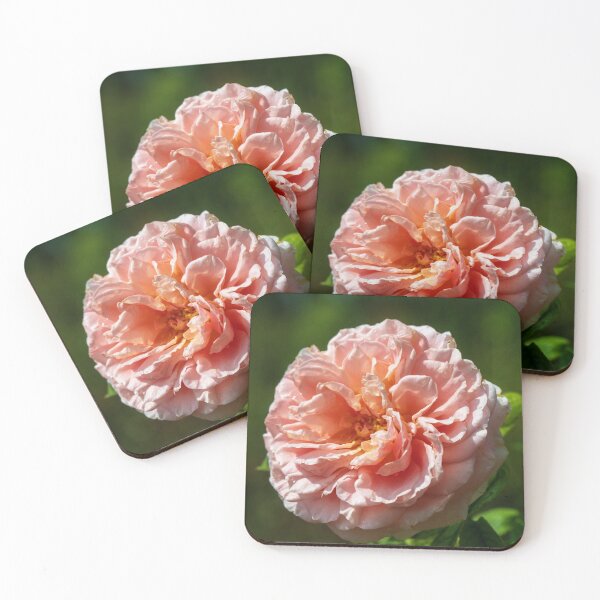Item preview, Close-up Beautiful rose on blured background designed and sold by enhan.