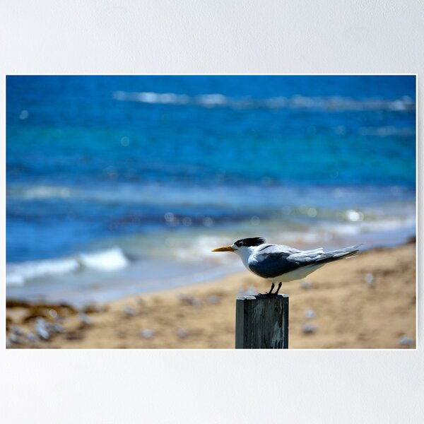 Item preview, Seabird designed and sold by Dennis W.