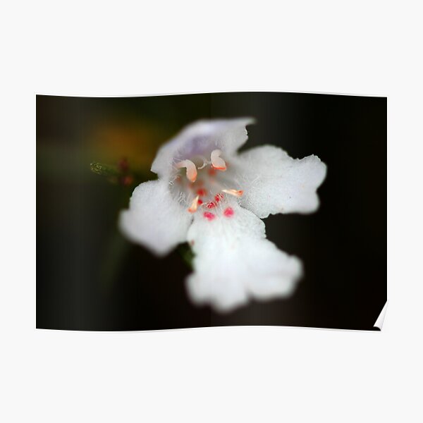 Westringia longifolia Poster