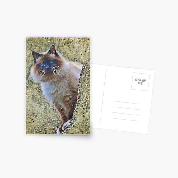 "Mr Blue Eyes ..." Postcard