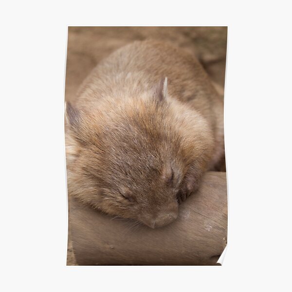 Sleepy wombat Poster